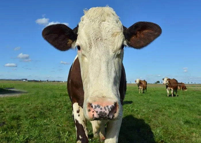 Hotell Moosleitner Freilassing